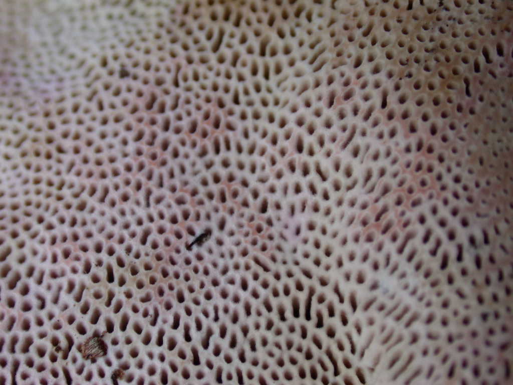 Aphyllophorales .....QUIZ !!!!